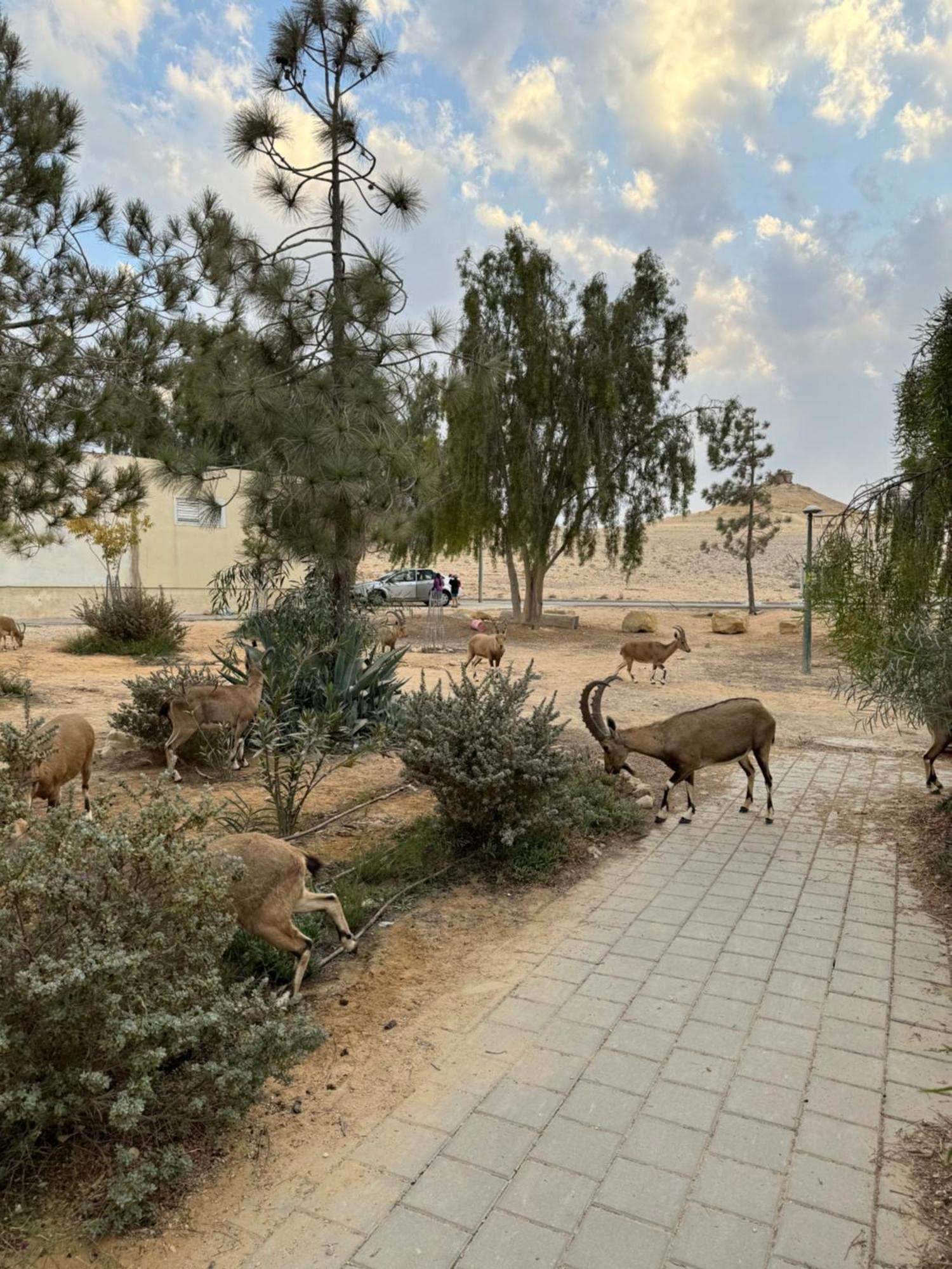 Ferienwohnung הבית המדברי Mitzpe Ramon Exterior foto