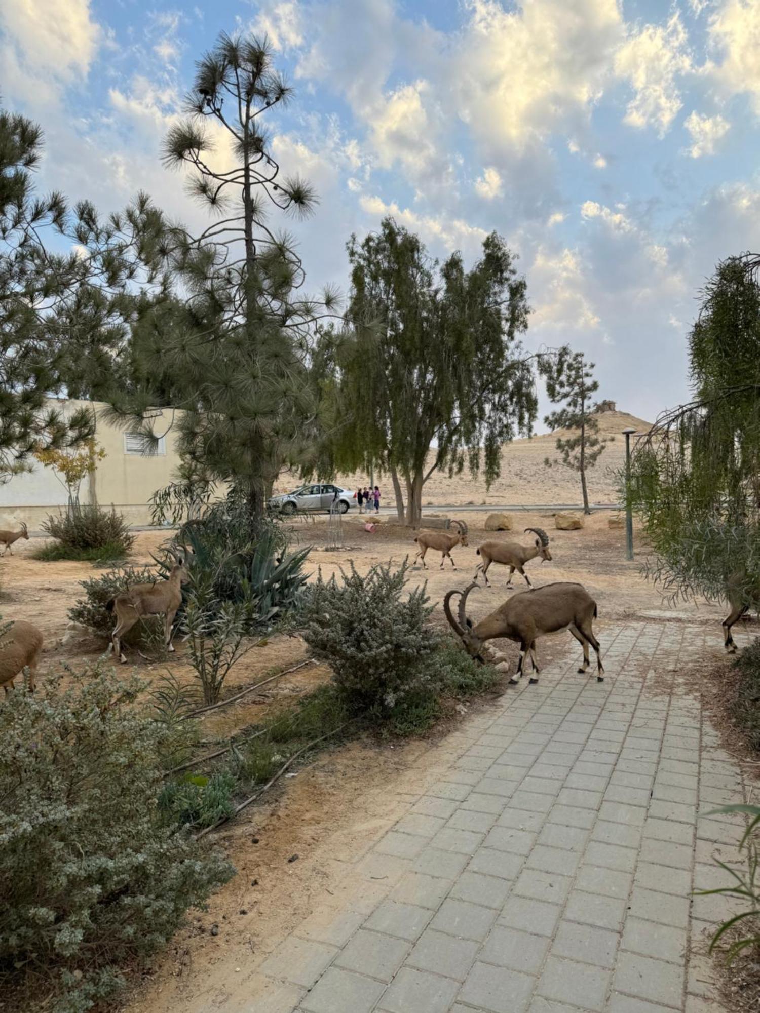 Ferienwohnung הבית המדברי Mitzpe Ramon Exterior foto